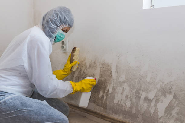 Best Mold Cleaning Services  in Pearisburg, VA