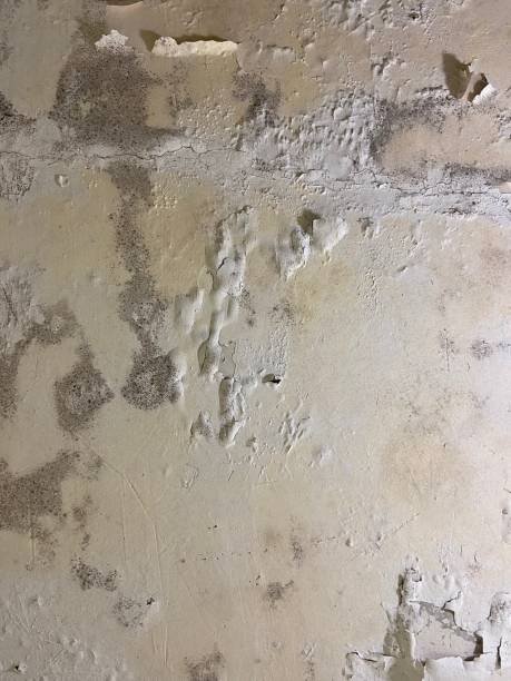 Best Emergency Mold Removal  in Pearisburg, VA