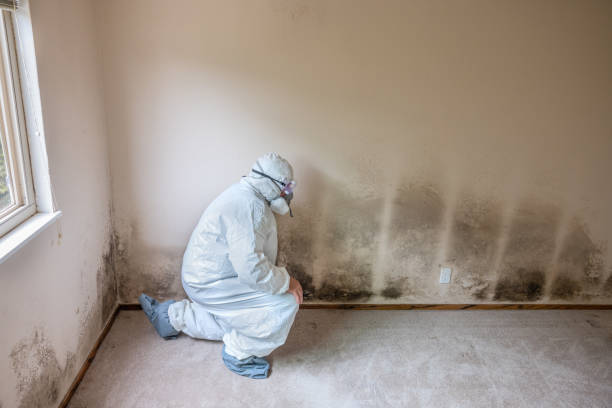 Best Mold Testing  in Pearisburg, VA