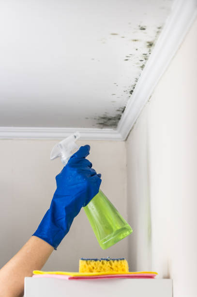 Best Certified Mold Removal  in Pearisburg, VA