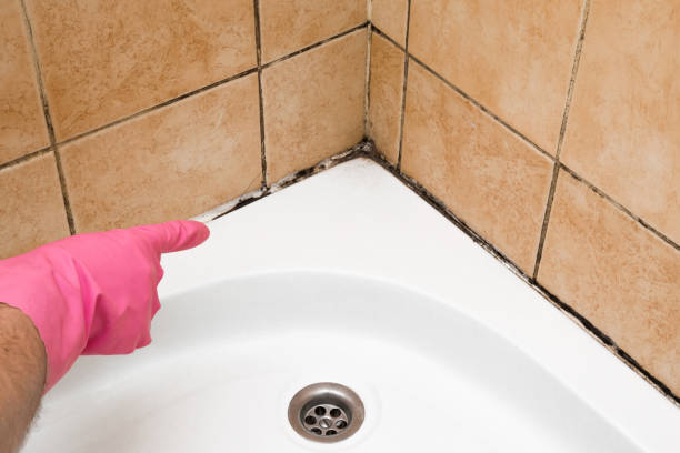 Best Affordable Mold Removal  in Pearisburg, VA